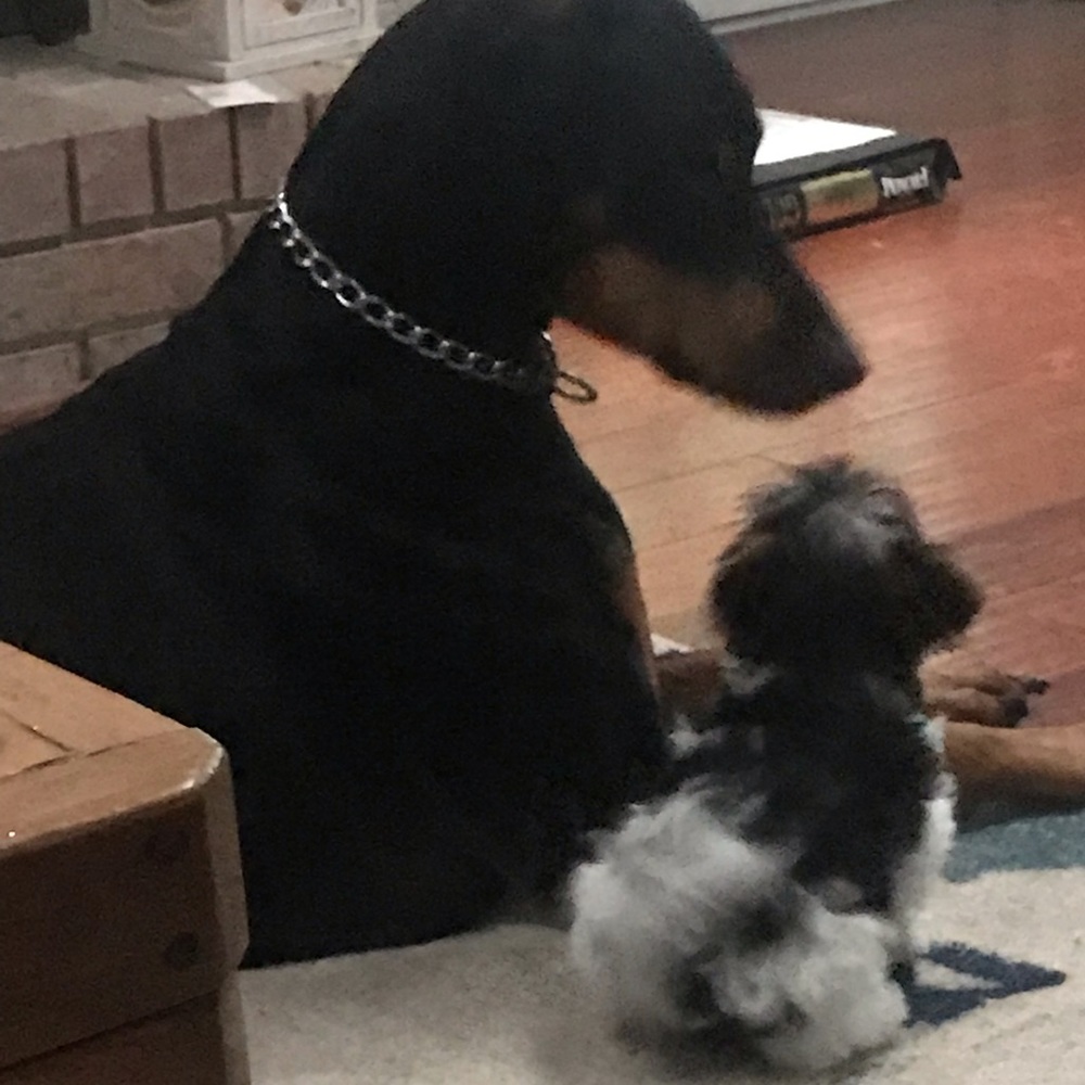 Meet your Posher, Jennifer